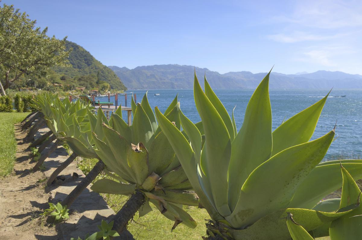 Atitlan plant
