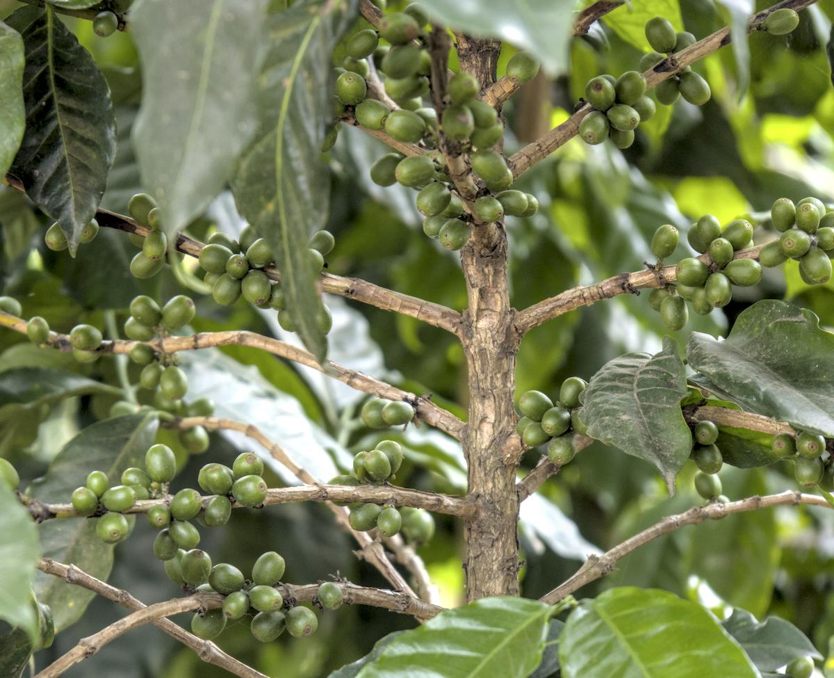coffee plant