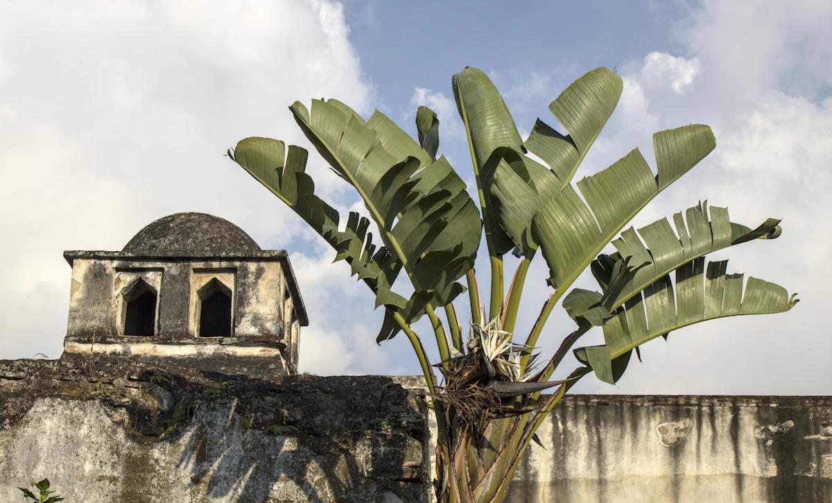 Antigua ruins with plant